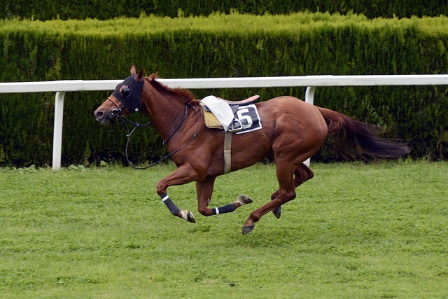 Grand National - safety of the course