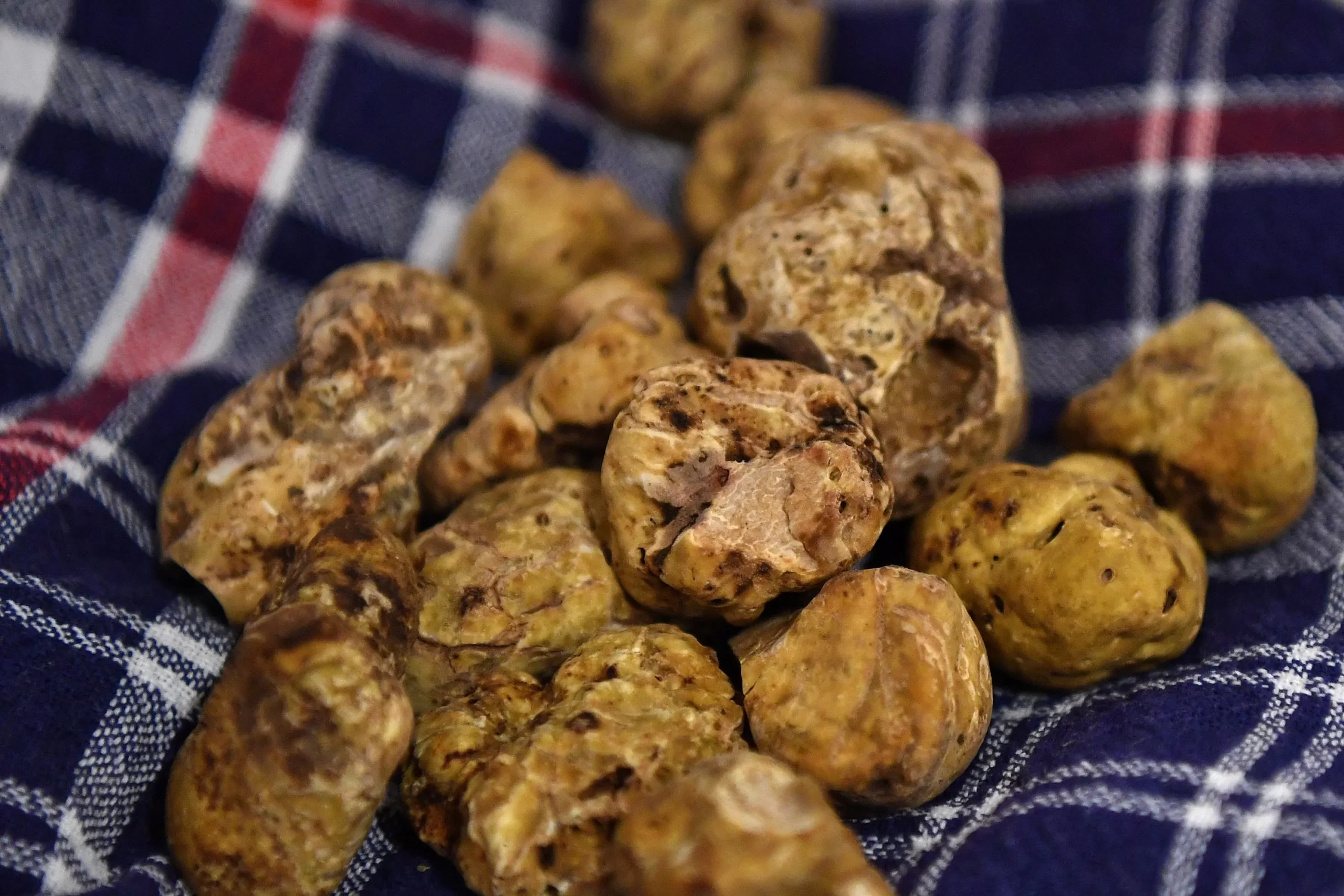 Alba White Truffle Festival