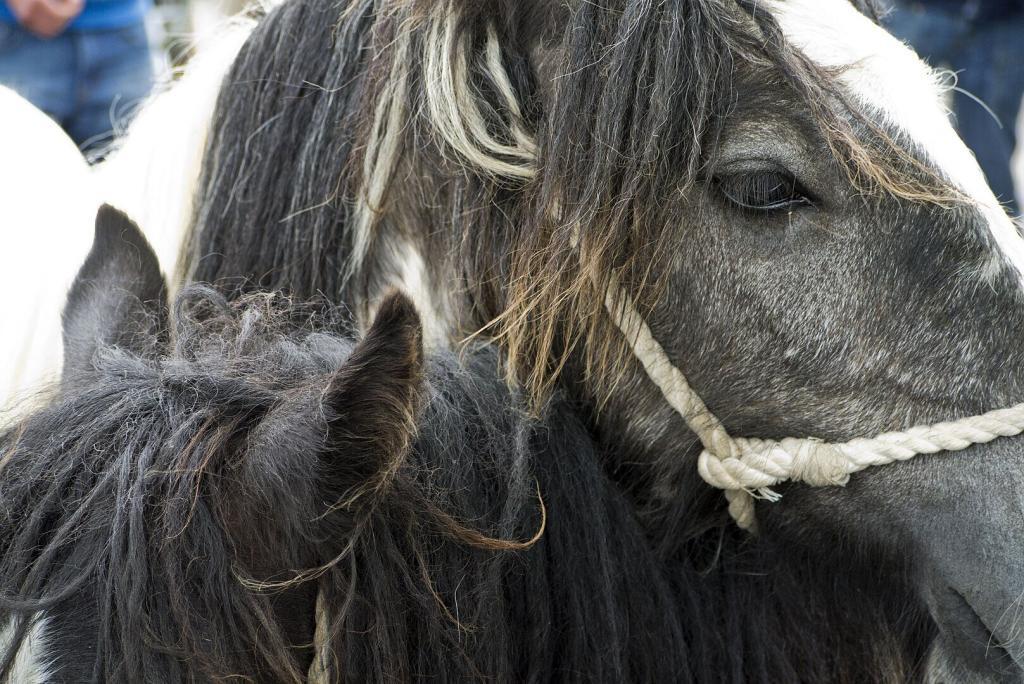 Horse Fairs and Shows  in the UK: Appleby Horse Fair