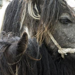 Appleby Horse Fair