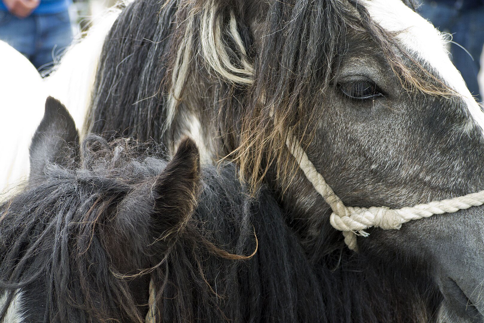 Appleby Horse Fair