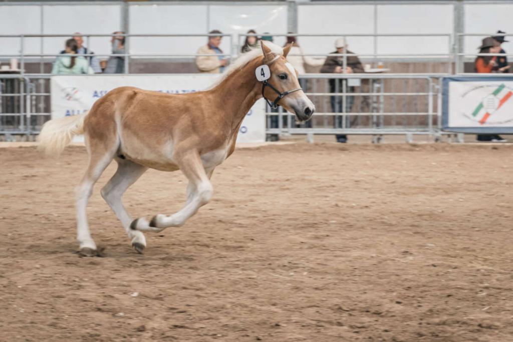 Fieracavalli Verona