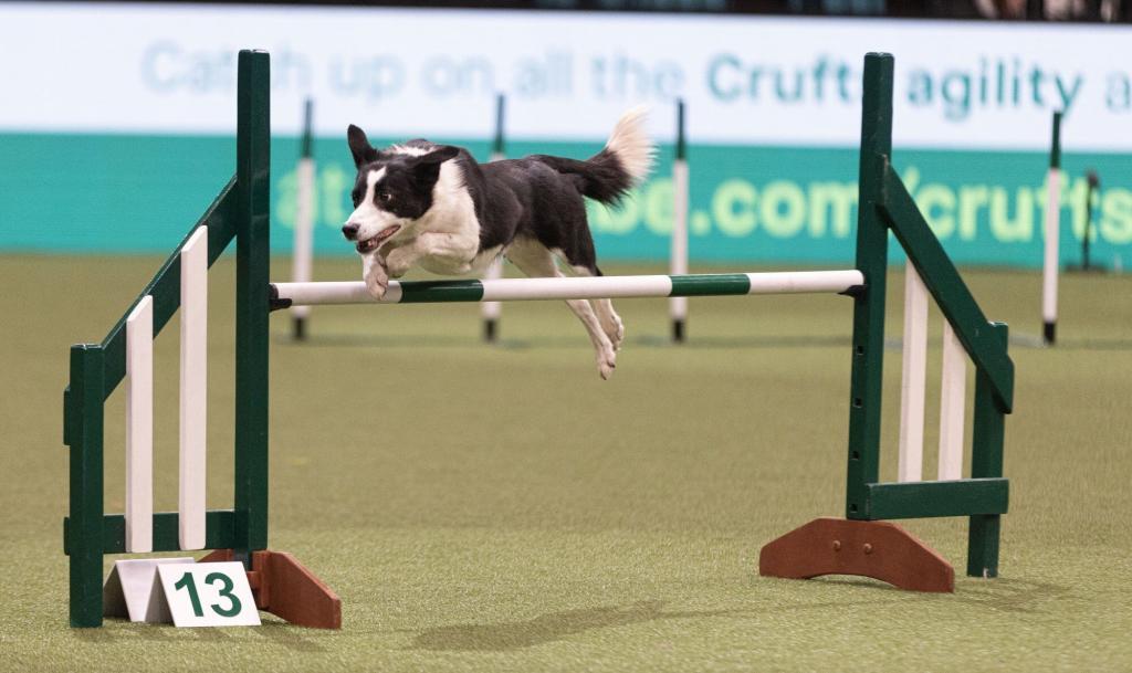 Crufts