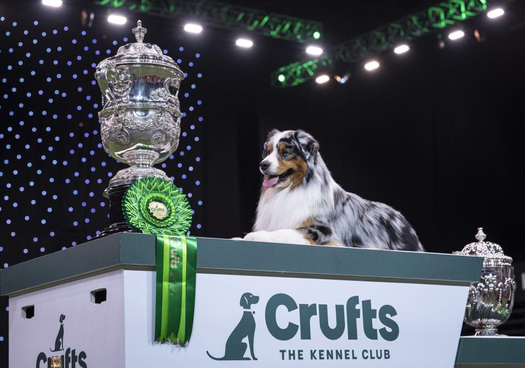 Dog Shows in Europe: Crufts Winner 2024