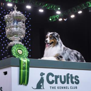 Crufts Winner 2024