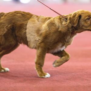 Brussels Dog Show