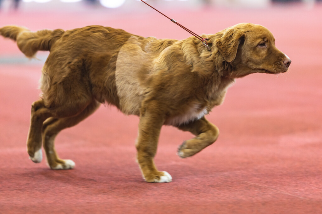 Brussels Dog Show