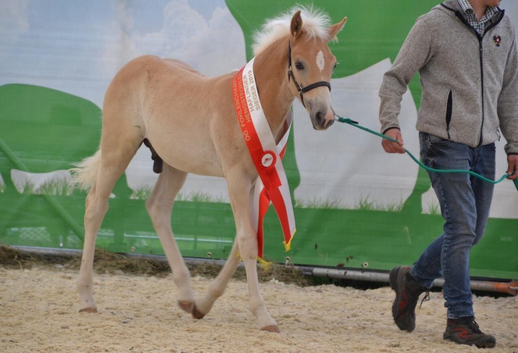 Haflinger Festival