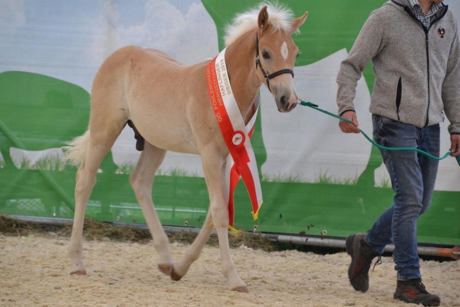 Haflinger Festival