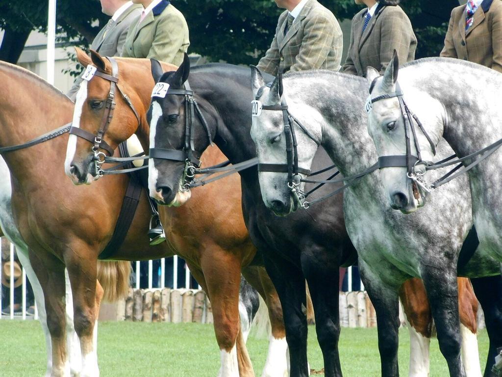 Dublin Horse Show