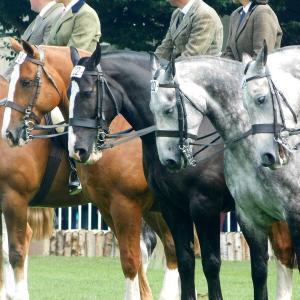 Dublin Horse Show