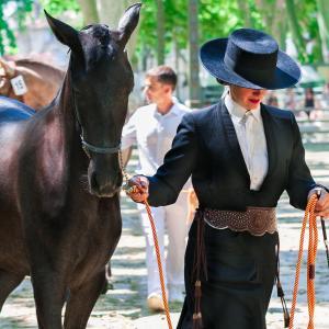 Horse Fairs and Shows