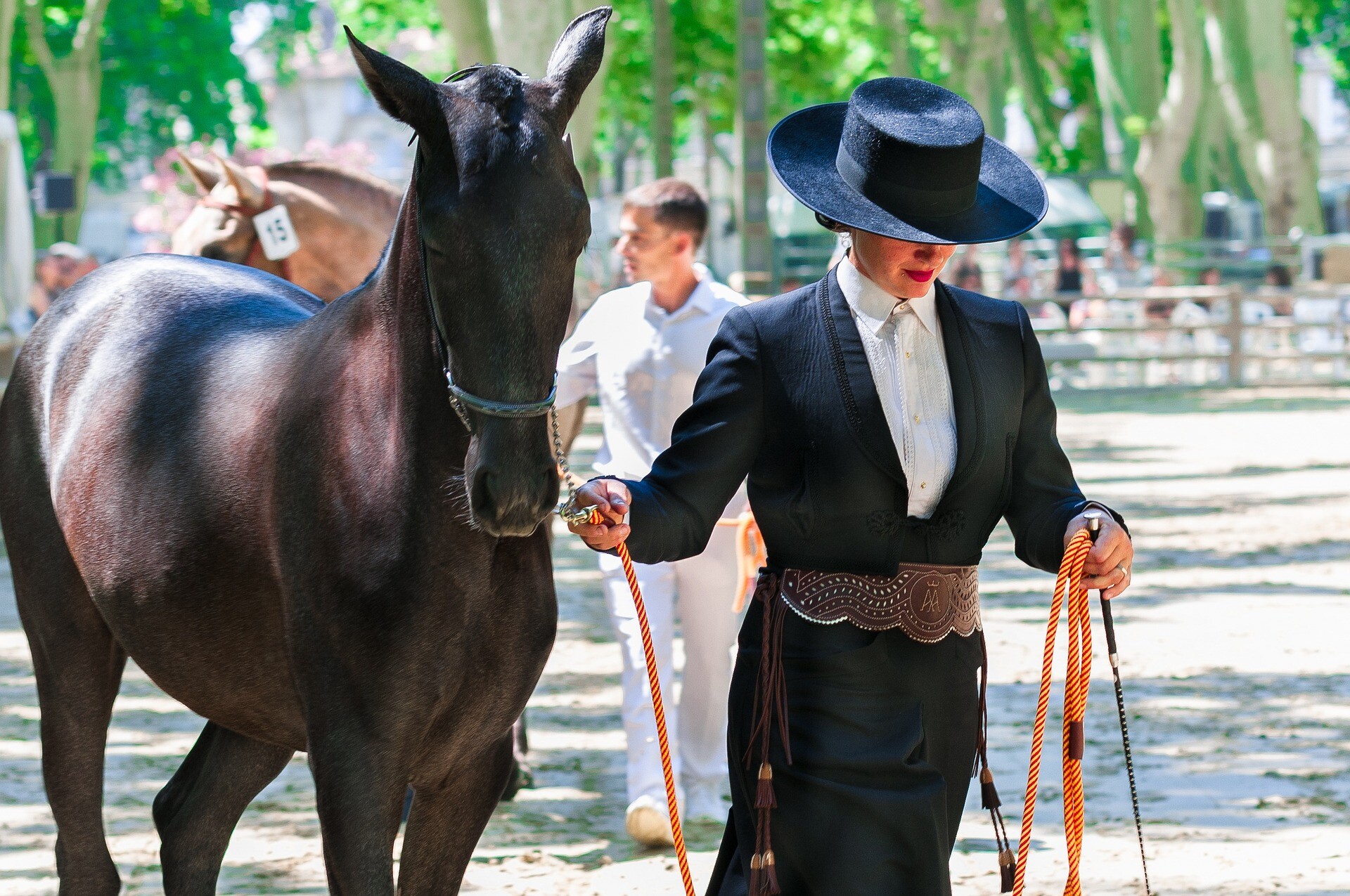 Horse Fairs and Shows