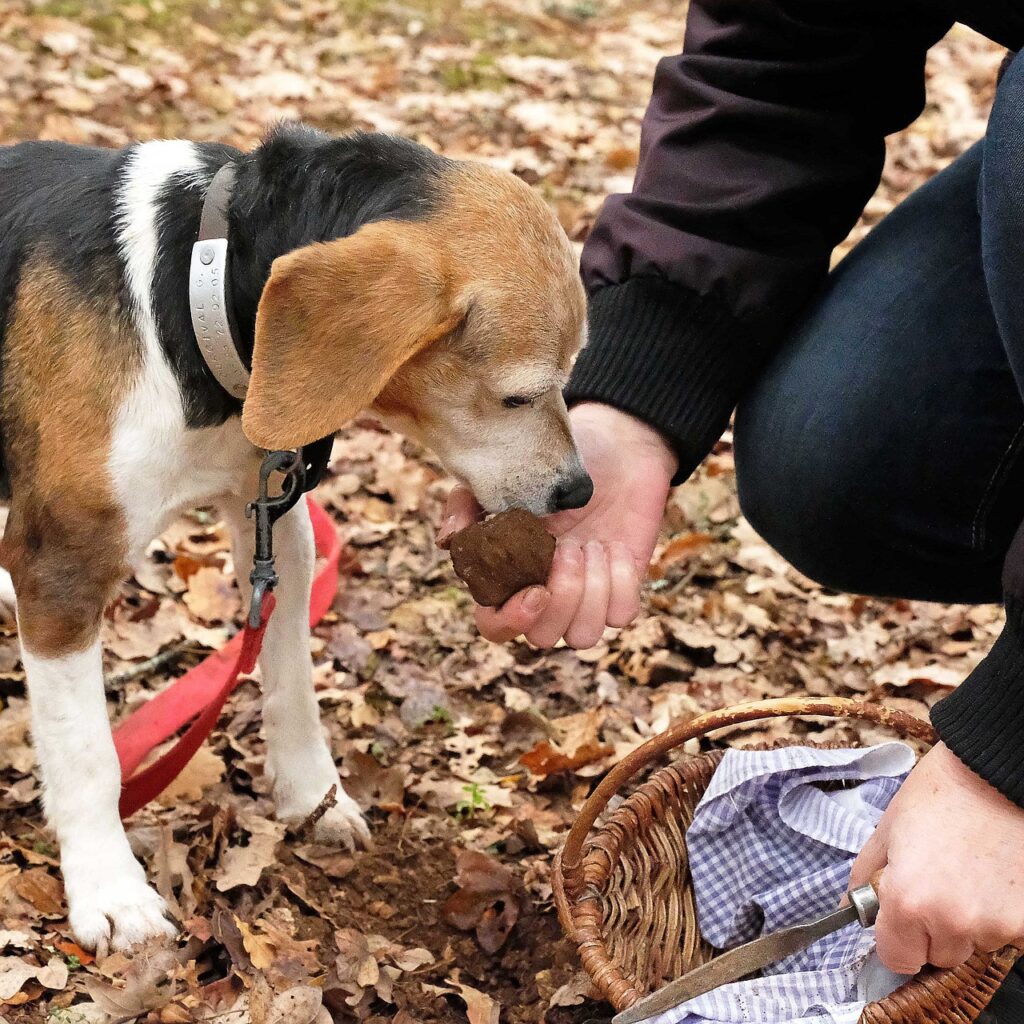 Truffle dog is trained to hunt for truffles