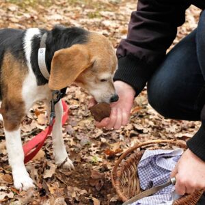 Truffle dog