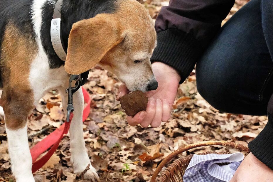 Truffle dog